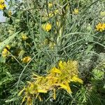 Asphodeline lutea برگ