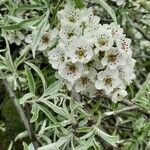 Pyrus salicifolia Flower