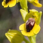 Ophrys lutea Blomma
