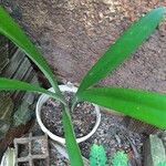 Amaryllis belladonna Foglia