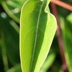 Tristellateia australasiae Hoja