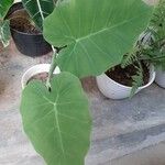 Colocasia esculentaDeilen