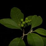 Solanum hazenii Ліст