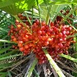 Chamaerops humilis Ffrwyth