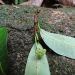 Brosimum guianense Flower