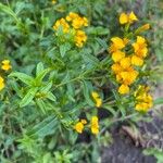 Tagetes lucida Lehti