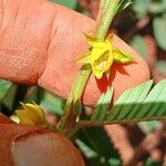 Chamaecrista nictitans Flower