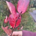 Aronia arbutifolia Feuille