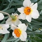 Narcissus × medioluteus Blomma