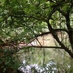 Cojoba catenata Hábito