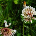Trifolium repens Květ