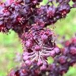 Veratrum nigrum Blüte