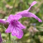 Betonica macrantha Flower