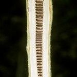 Juglans mandshurica Bark