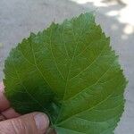 Tilia dasystyla List