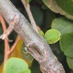 Haplocoelum foliolosum Bark