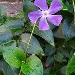 Vinca majorFlor