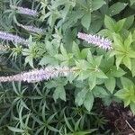 Veronicastrum sibiricum Kukka