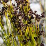 Juncus compressus Φρούτο