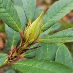 Rhododendron ferrugineum Kita