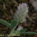 Trifolium arvense Mosusu