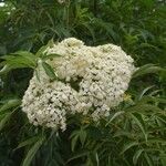 Sambucus nigraBlüte