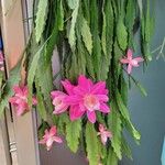 Disocactus phyllanthoides Blüte