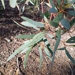 Eucalyptus calycogona Hoja