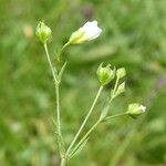 Linum catharticum Bark