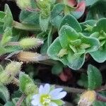 Cerastium pumilum Kvet