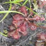 Drosera capillaris পাতা