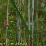 Lathyrus nissolia Sonstige