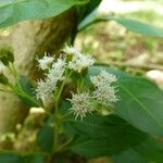 Ageratina riparia Цвят