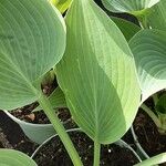 Hosta sieboldiana Ліст