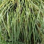 Carex ornithopoda Φύλλο