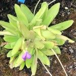 Pinguicula agnata Ліст