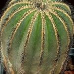 Uebelmannia pectinifera Hábito