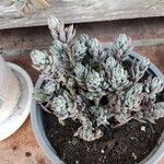 Sedum sediformeFoglia