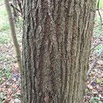 Quercus cerris Rusca
