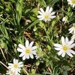 Moehringia ciliata Flower