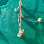 Chimaphila maculata Fruto