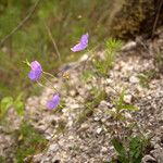 Campanula rotundifolia花