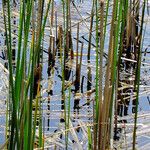 Typha angustifolia برگ