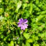 Geranium pyrenaicum花