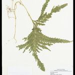 Selaginella parkeri Лист