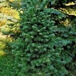 Abies lasiocarpa Hábito