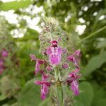 Stachys sylvaticaKvet