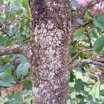 Bauhinia purpurea Schors