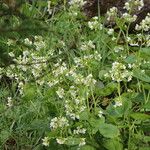 Cardamine asarifolia Fula
