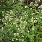 Cardamine asarifolia 花